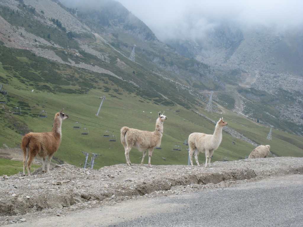 Lamas