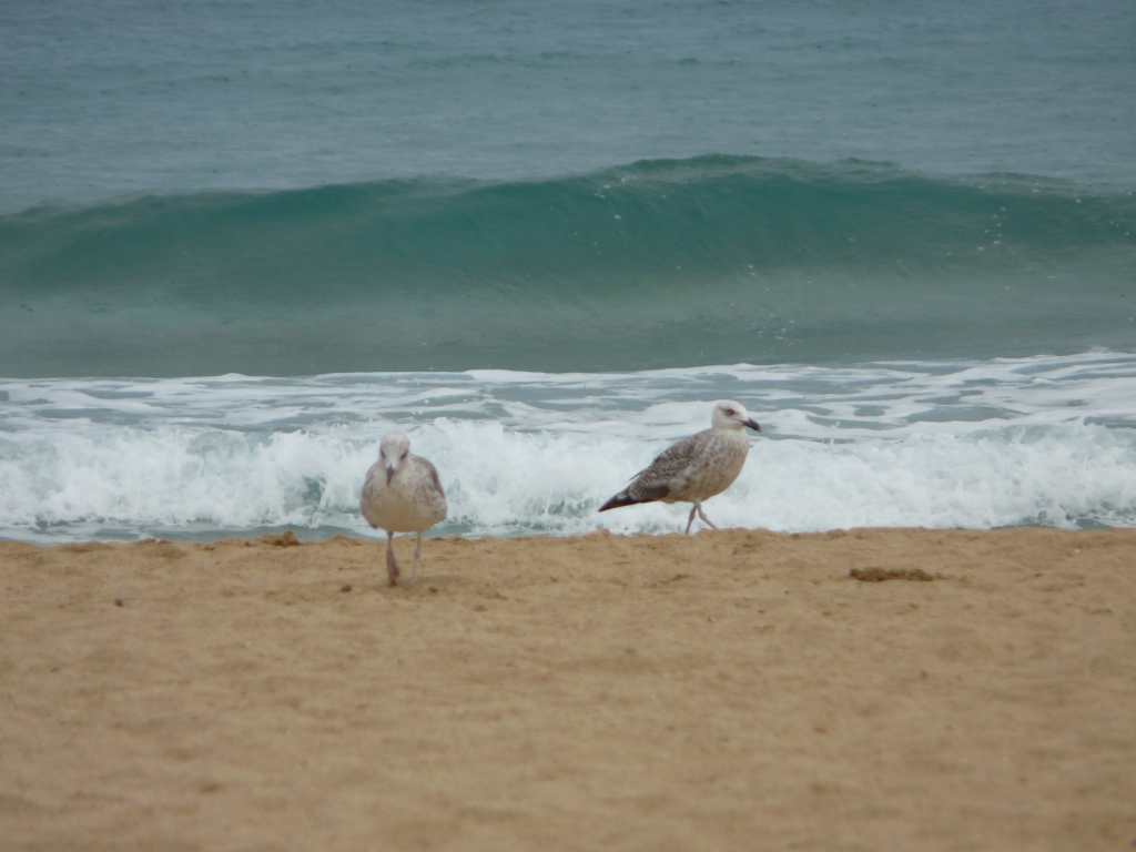 am Meer