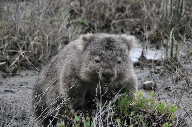 Wombat 2