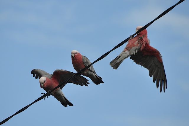 Rosella