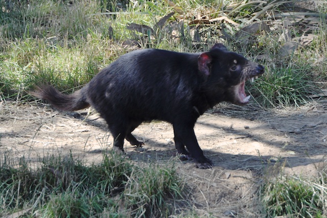 Tasmanischer Teufel