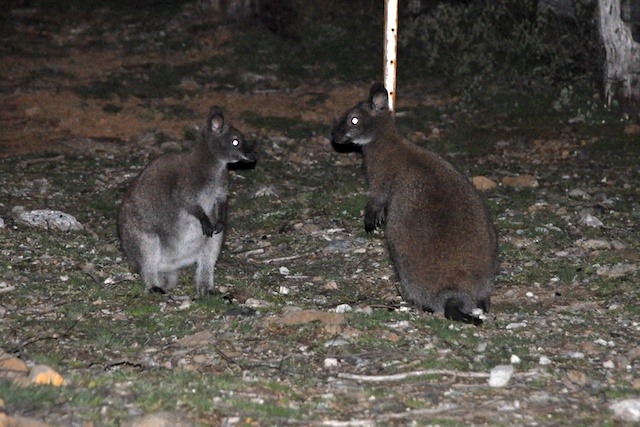 Wallabies