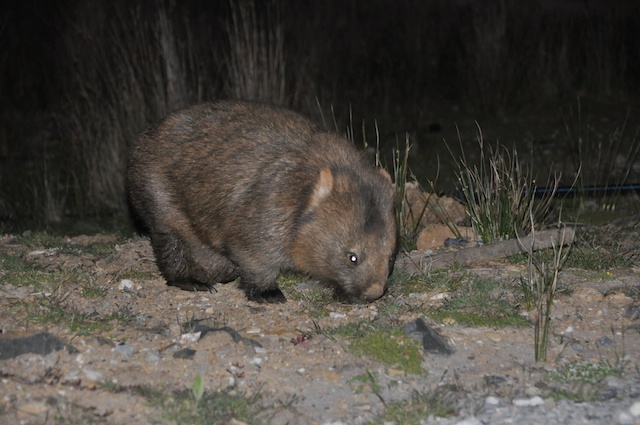 Wombat