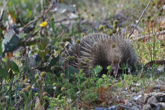 Echidna